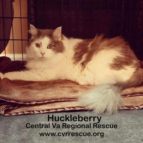 Huckelberry